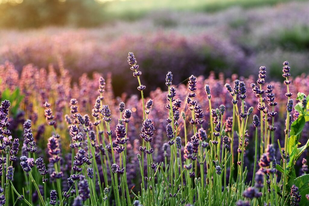 Lavender tea as a calming sleep aid