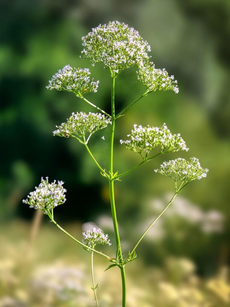 Valerian root tea for natural sleep