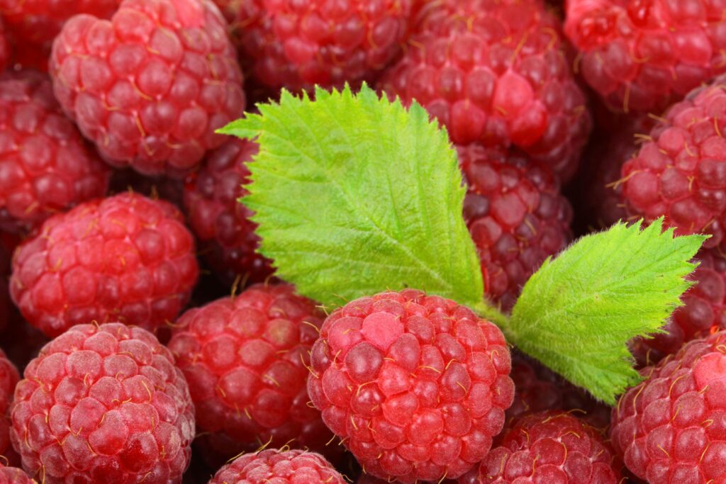 Red Raspberry Leaf Tea