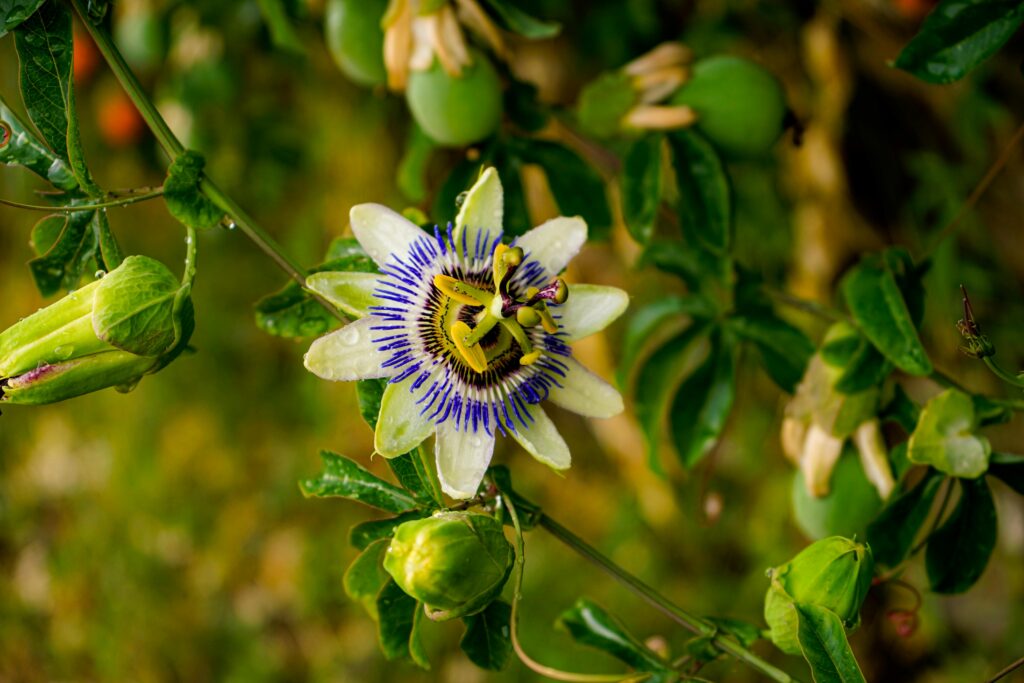 passion flower