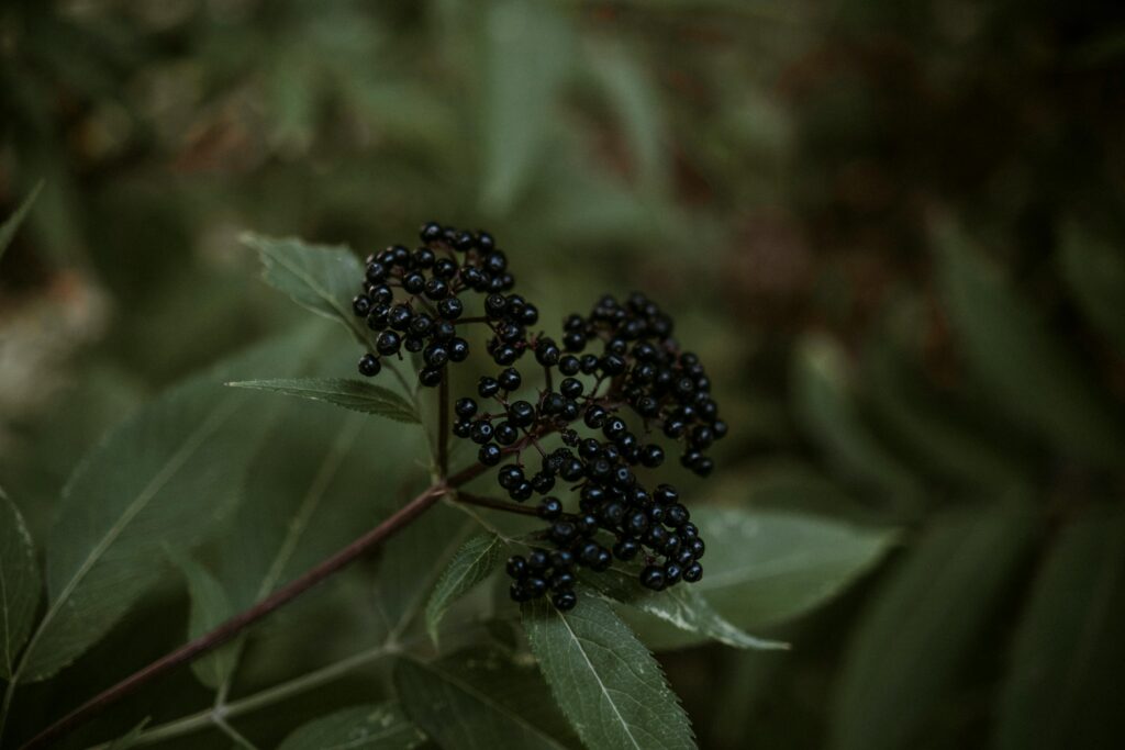 Elderberry tea with fresh berries and cinnamon stick