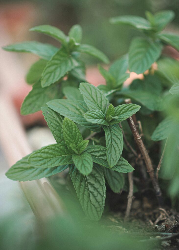 Peppermint tea helping digestion and reducing bloating