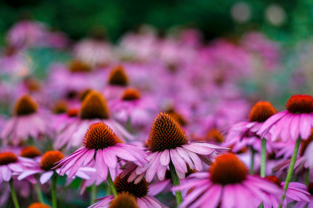 Echinacea tea