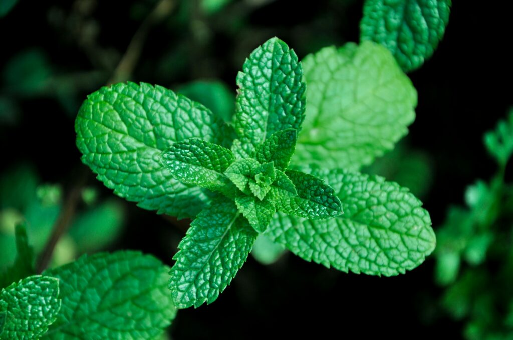 Peppermint Tea