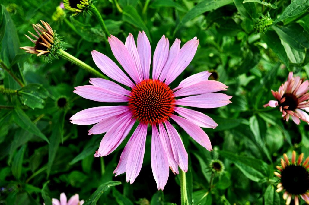 Close-up of a vibrant purple echinacea flower blooming outdoors, showcasing its intricate petals and vivid colors.