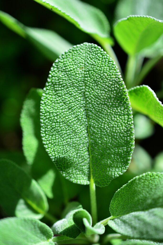 sage, herbs, culinary herbs, medicinal plant, health, tea herbs, herbal plant, garden spice plant, garden plant, healing, herb, medicinal herbs, kitchen sage, real sage, sage, sage, sage, sage, sage