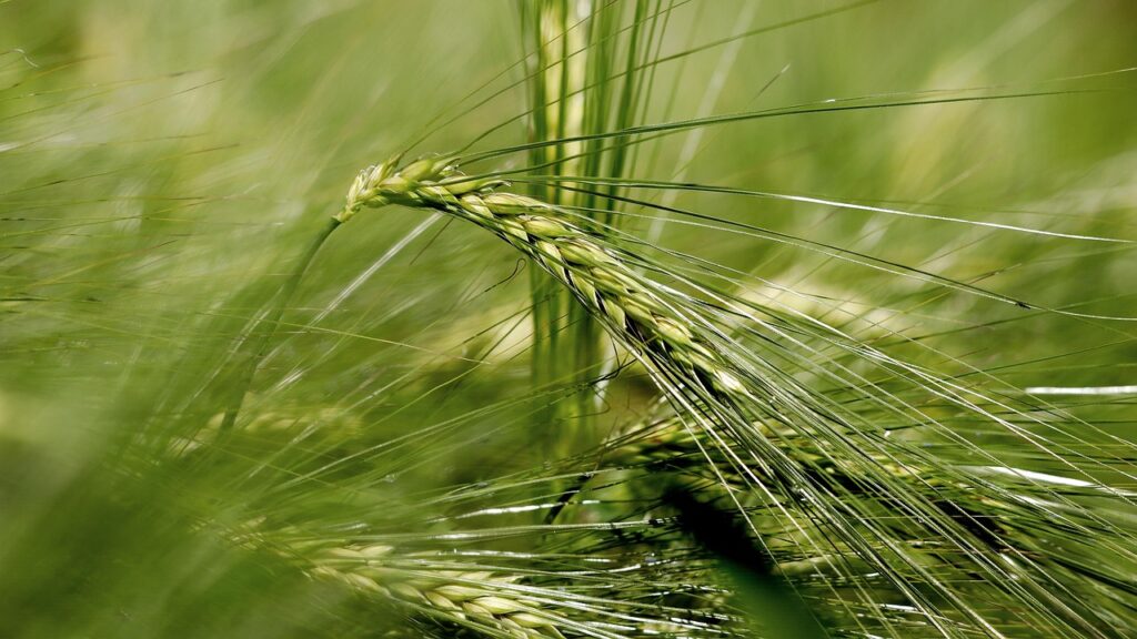 barley, grain, grain field, barley field, spike, agriculture, ear, nourishment, crop, fields, food, winter barley, malting barley, awns