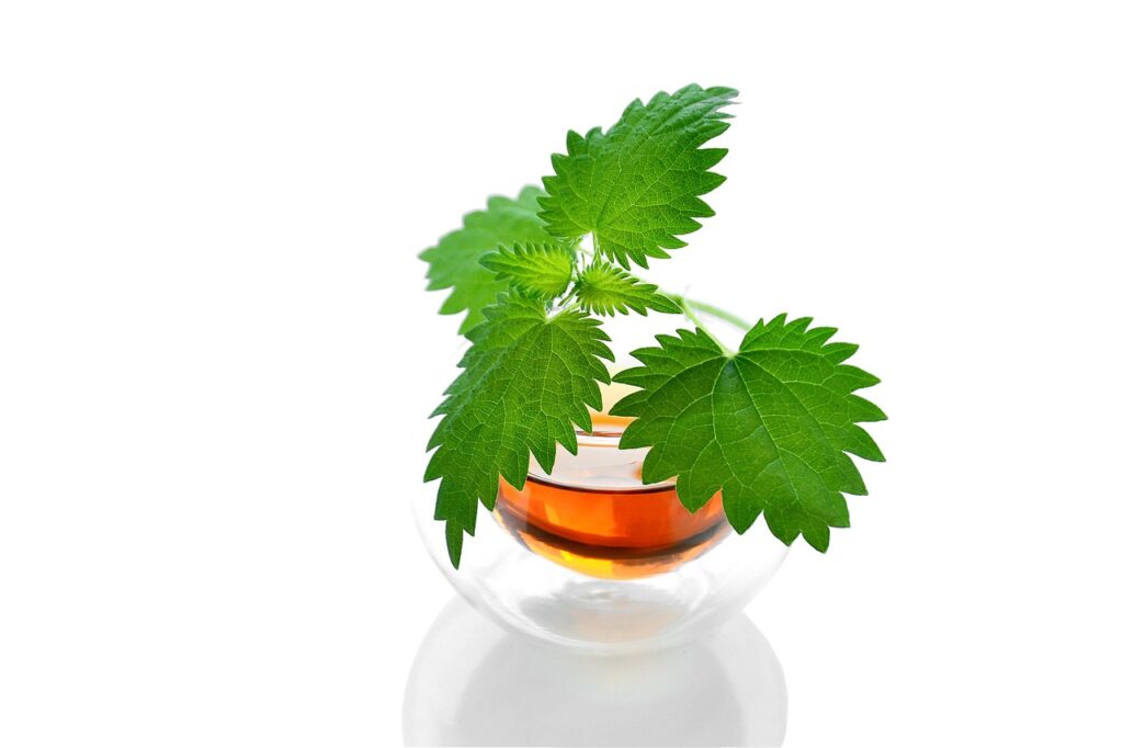 tea, herbal, drink, healthy, hot, delicious, useful, nettle, mug, tea cup, therapy, the medicine, cup, green, relaxation, green leaves, medicinal plant