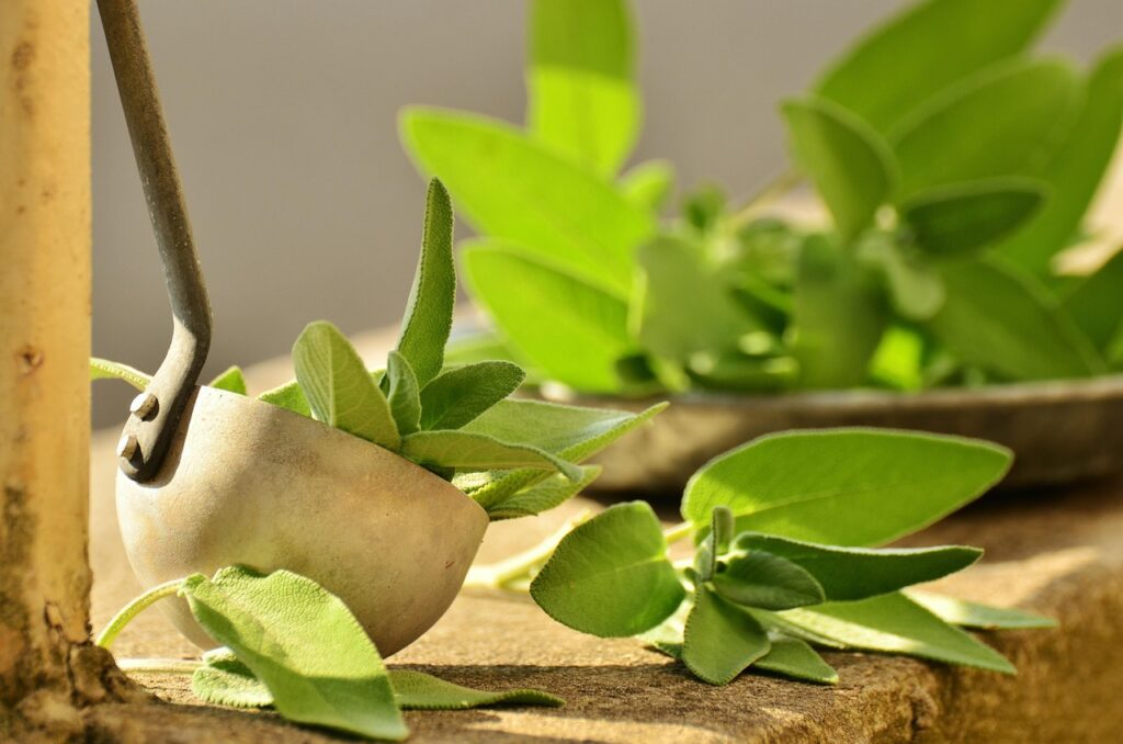 sage, herbs, culinary herbs, healthy, tea herbs, nature, health, herbal plant, garden plant, healing, medicinal herbs, aroma, kitchen sage, garden spice plant, real sage, green, herb, leaves