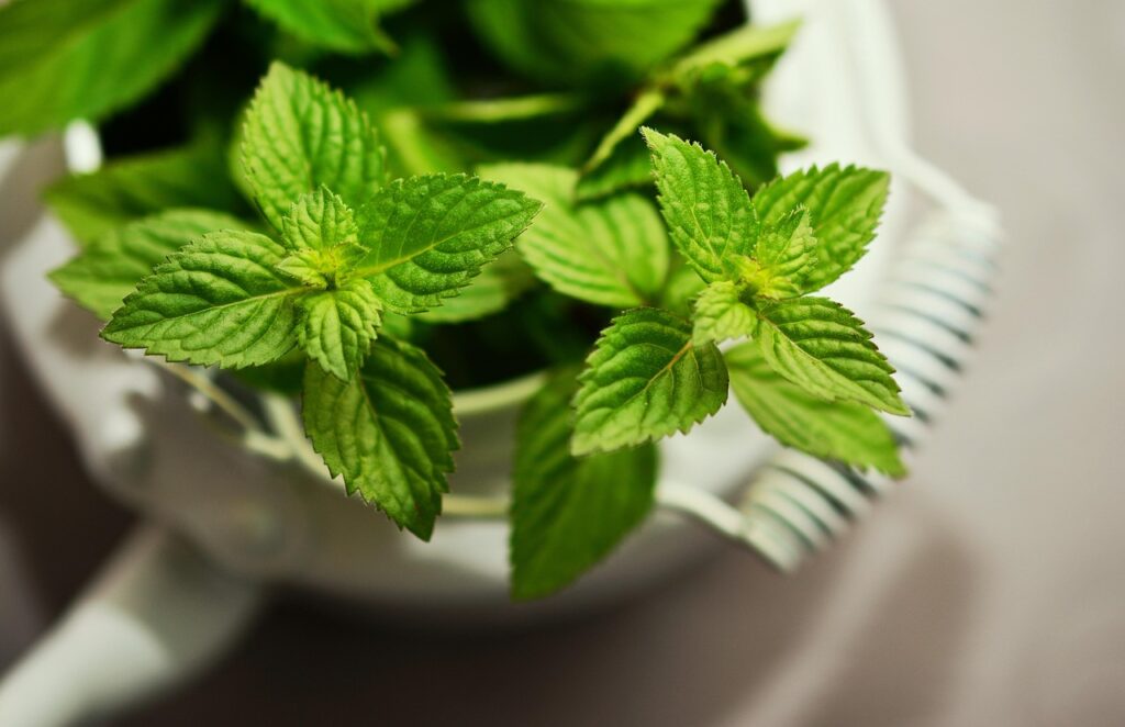peppermint, medicinal plant, medicinal herbs, mint, tea herbs, scented herb, aroma, peppermint tea, herbal plant, culinary herbs, healthy, taste, nature, herbs, green mint, drink, teapot, health, refreshing, tea, leaves, healing