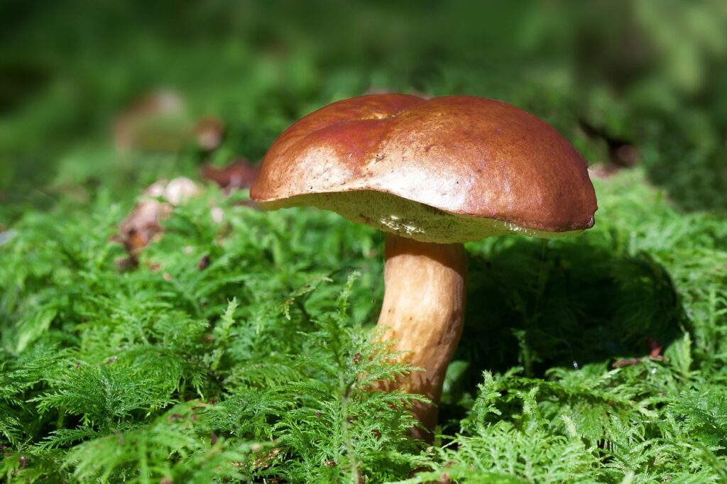 mushroom, bay bolete, boletus badius, moss, wild mushroom, spore, nature, sponge, fungus, fruiting body, mushroom disks, fungal species, mushroom species, mycology, forest floor, forest ground, forest