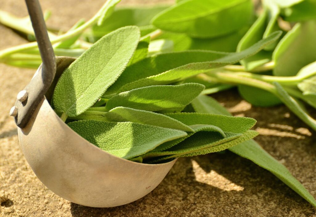 sage, herbs, nature, culinary herbs, healthy, tea herbs, health, herbal plant, garden plant, healing, medicinal herbs, aroma, kitchen sage, garden spice plant, real sage, green, herb, leaves