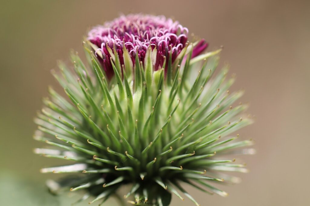 burdock, burdock root, arctium lappa, edible burdock, purple flower, blossom, bloom, prickly, wildflowers, nature, close up, burdock, burdock, burdock, burdock, burdock, burdock root, burdock root