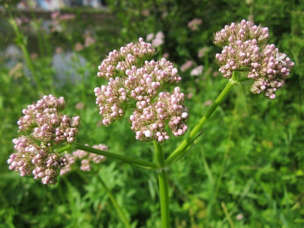 valeriana officinalis, garden valerian, garden heliotrope, nature, all-heal, wildflower, inflorescence, flora, botany, plant, species