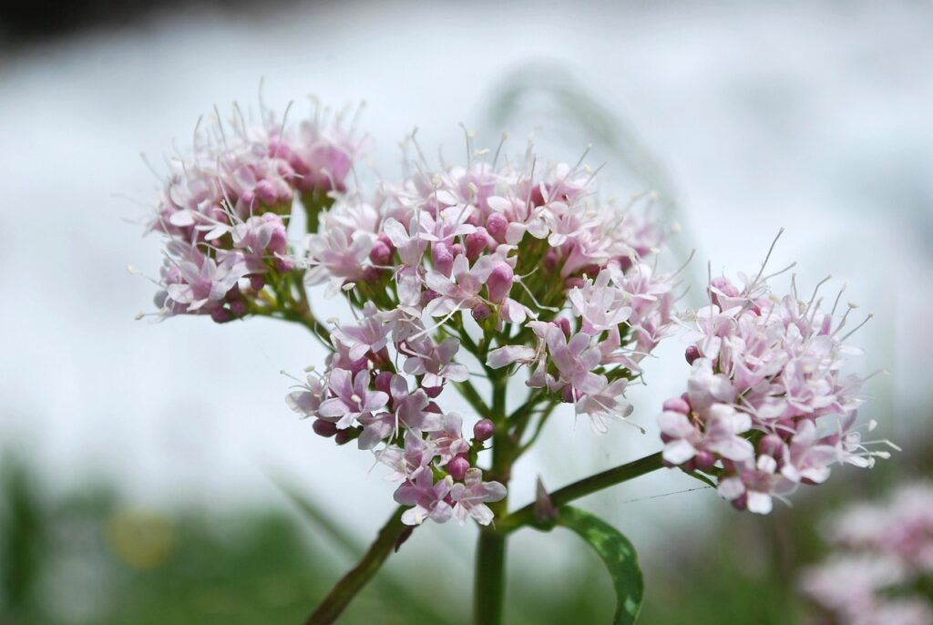 valerian, flowers, plant, pink flowers, beautiful flowers, petals, flower background, flower wallpaper, bloom, spring, nature, closeup