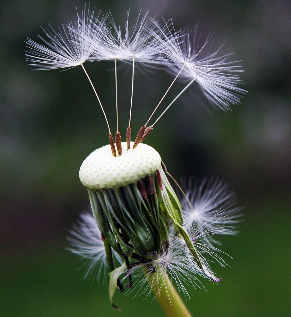 dandelion, seeds, nature, flower background, spring, beautiful flowers, flower, dandelion seeds, close up, summer, wayside, plant, flower wallpaper, wildflower, meadow