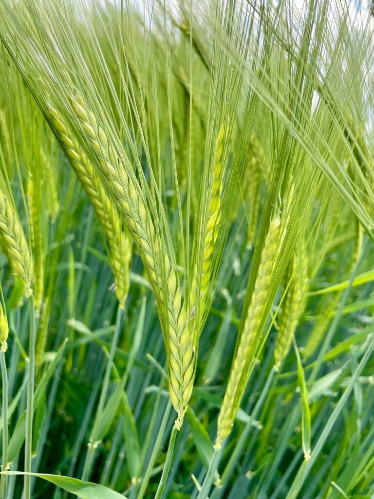 agriculture, barley, grain, field, plant, country, nature, rural, summer, barley ear