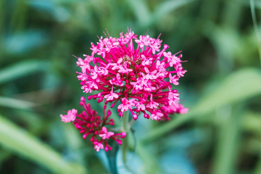 Close-up of a vibrant pink flower in bloom with blurred green background.