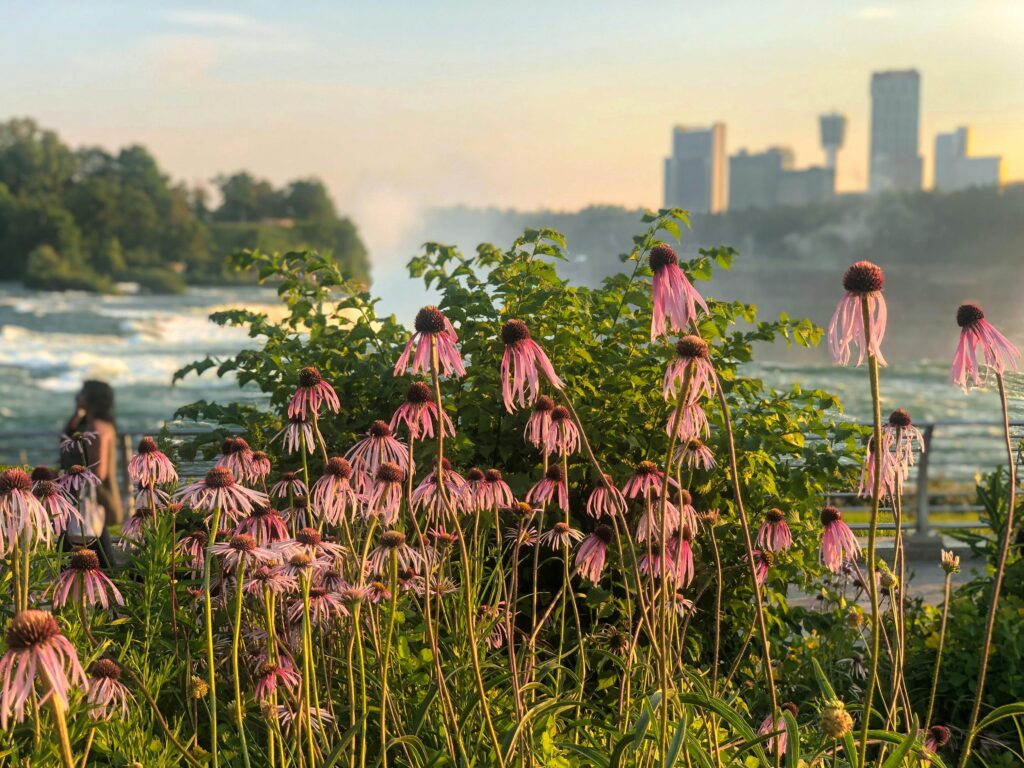 Beautiful coneflowers in vibrant sunset light with Niagara Falls skyline in the background.