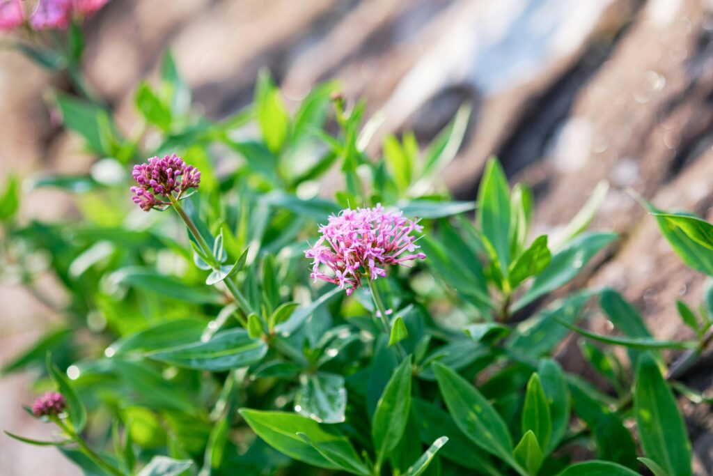 Close-up of blooming pink valerian flowers with green leaves, captured in Penrith, England.