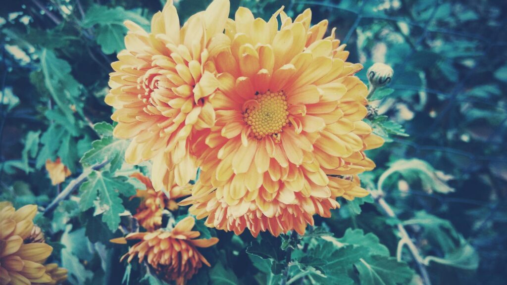 Close-up of vibrant orange chrysanthemums blossoming outdoors in summer garden.