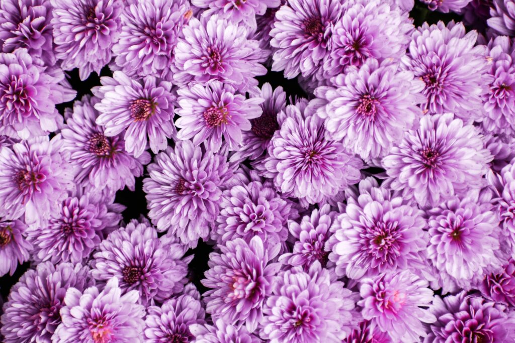 Close-up of vibrant purple chrysanthemums in full bloom, showcasing their beauty and freshness.