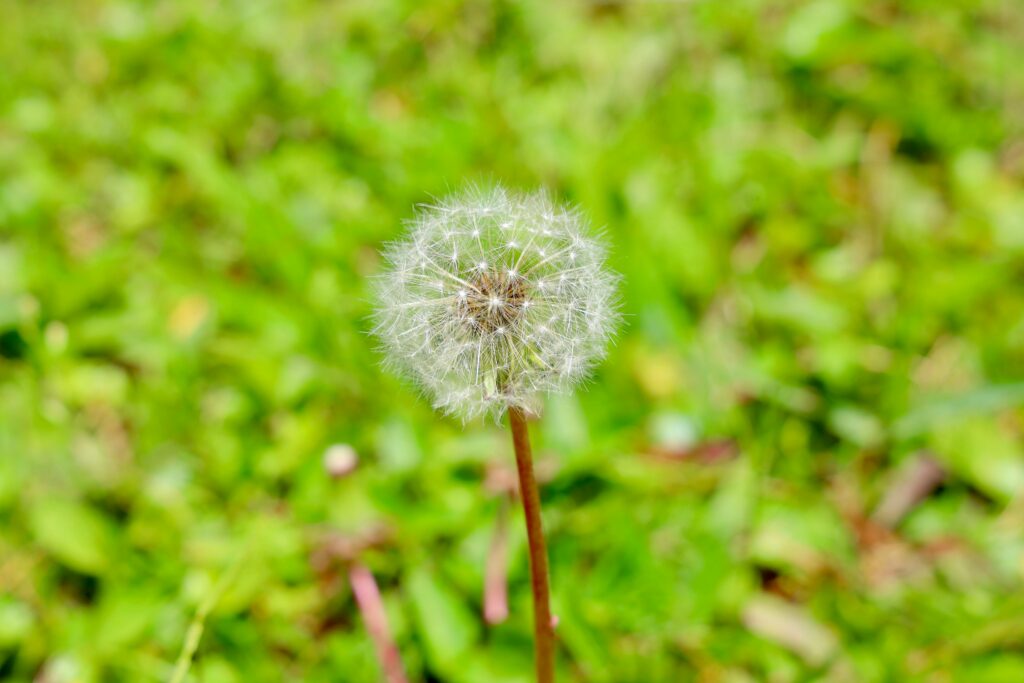 A detailed view of a dandelion seedhead with a vibrant green grass background.