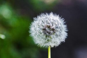 A delicate dandelion seed head with fine, downy seeds, ready to disperse.