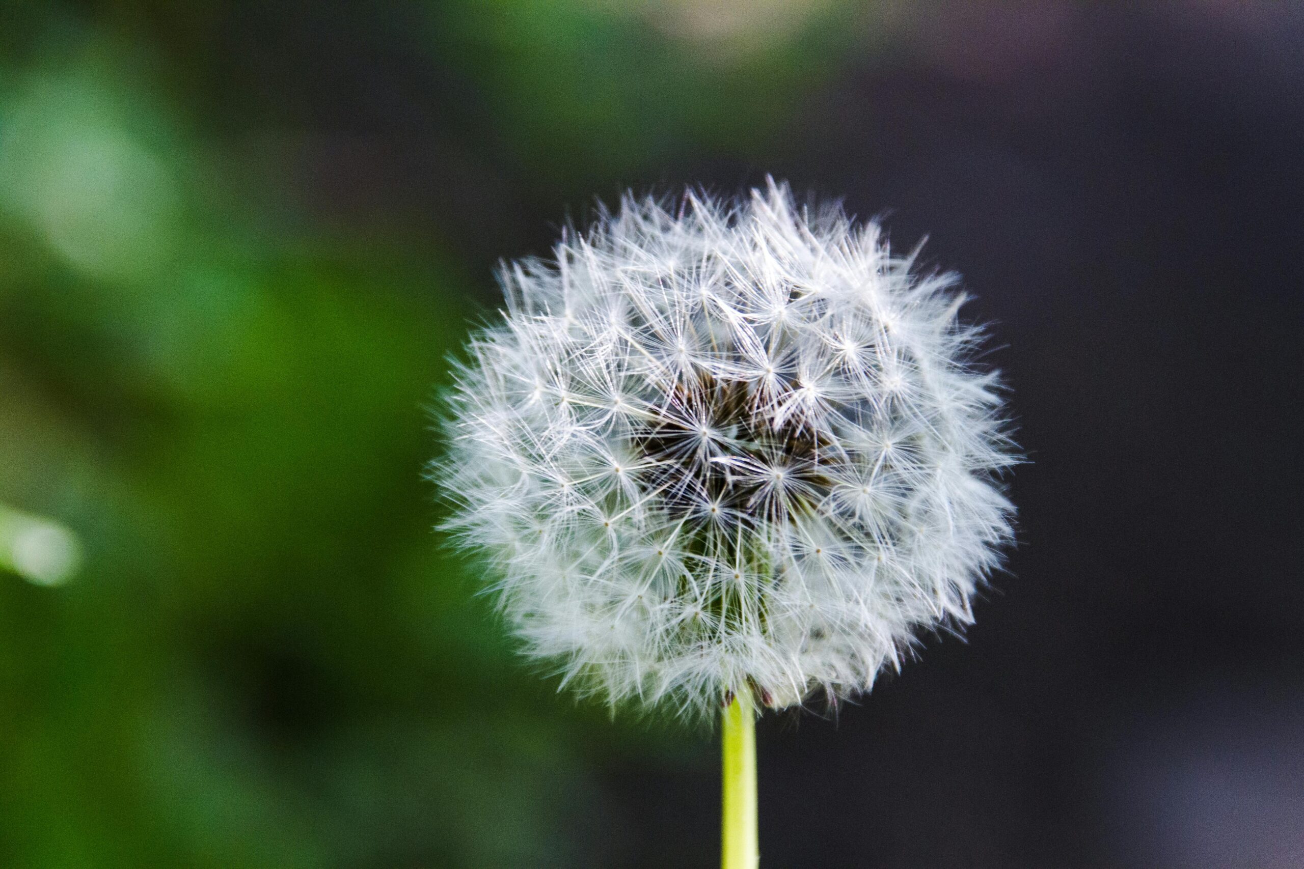A delicate dandelion seed head with fine, downy seeds, ready to disperse.