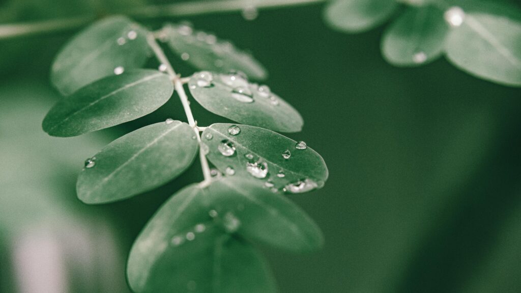 A serene close-up of fresh dew droplets on Moringa Oleifera leaves, capturing nature's tranquility.